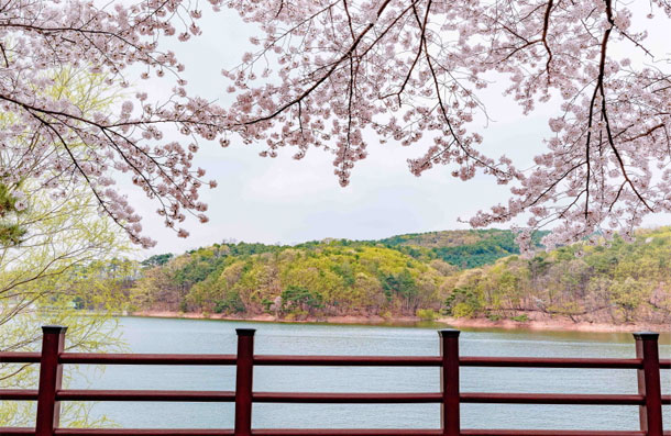 Gwanggyo Park in spring with cherry blossoms in full bloom, looking out over the water and green mountains beyond a red railing