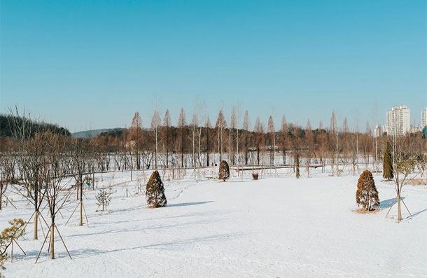 The outdoor garden of Ilwol Arboretum lined with metasequoias and young trees in a winter snowscape